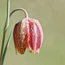 Image of Fritillaria tenella Lohmann 1896