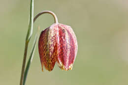 Image of Fritillaria tenella Lohmann 1896