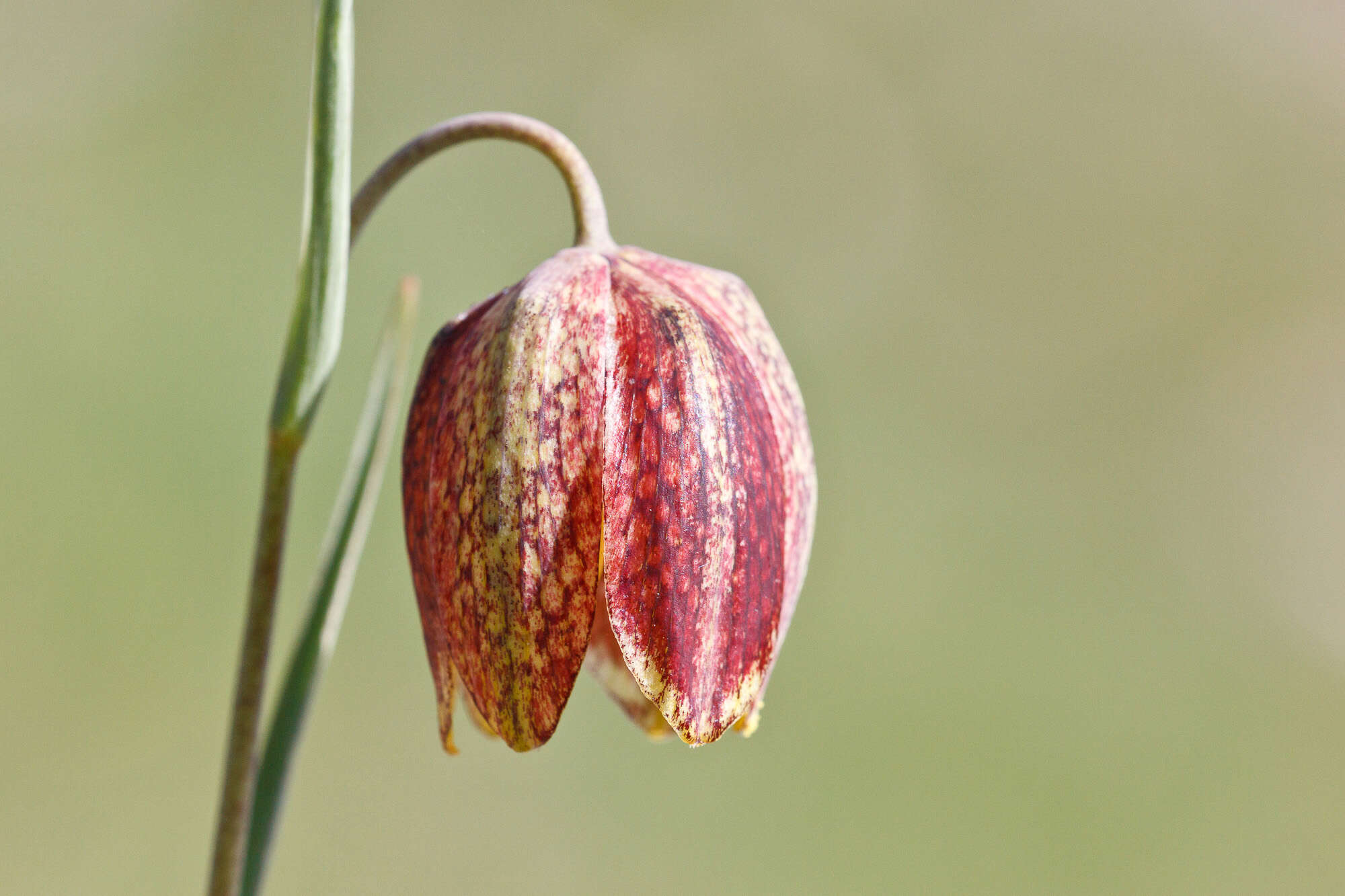 Fritillaria tenella Lohmann 1896 resmi