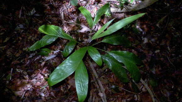 Image of Bactris bahiensis Noblick ex A. J. Hend.