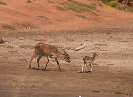 Image of Nile Lechwe