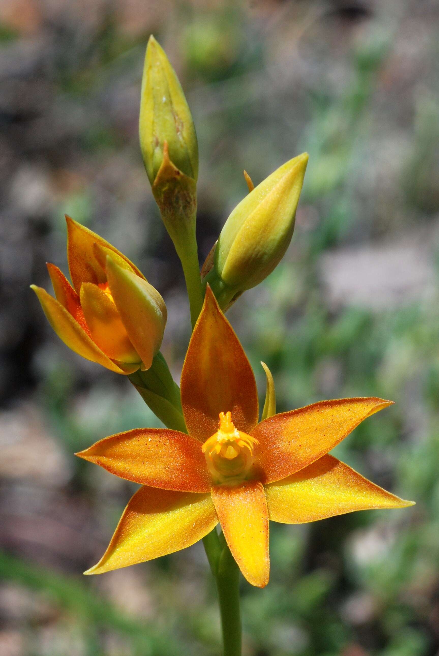 Image of York sun orchid