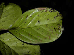 Image of Schlegelia parviflora (Oerst.) Monach.