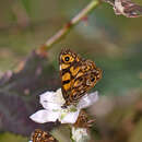 Plancia ëd Oreixenica lathoniella herceus