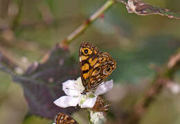 Image of Oreixenica lathoniella herceus