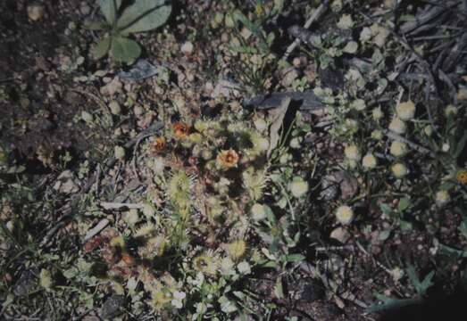 Image of Drosera glanduligera Lehm.