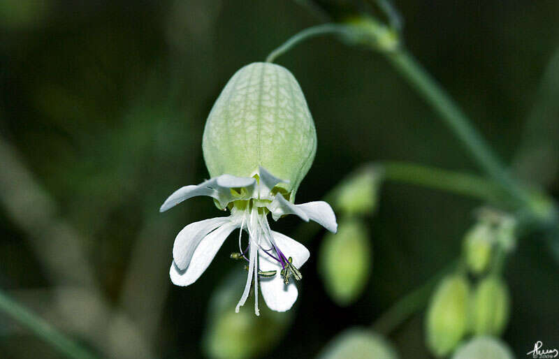 Image of Bladder Campion