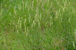 Image of squirrel's tail