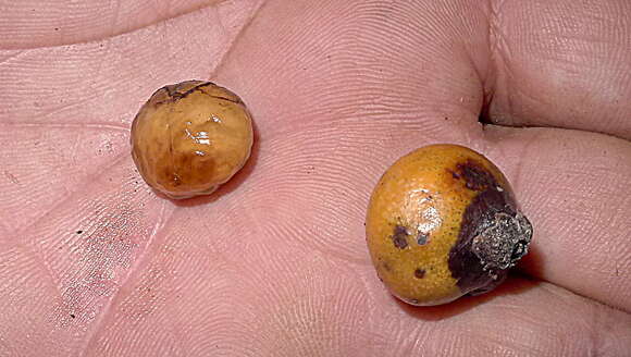 Plancia ëd Cordia acutifolia Fresen.