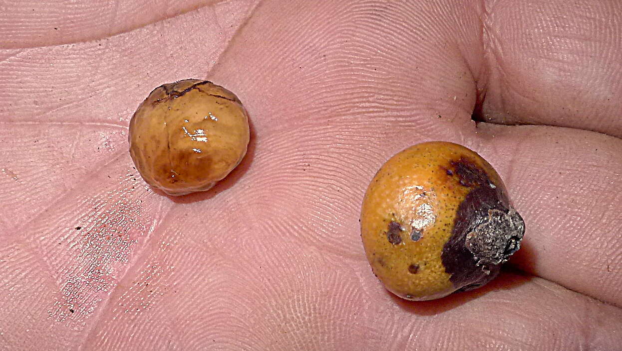 Image of Cordia acutifolia Fresen.