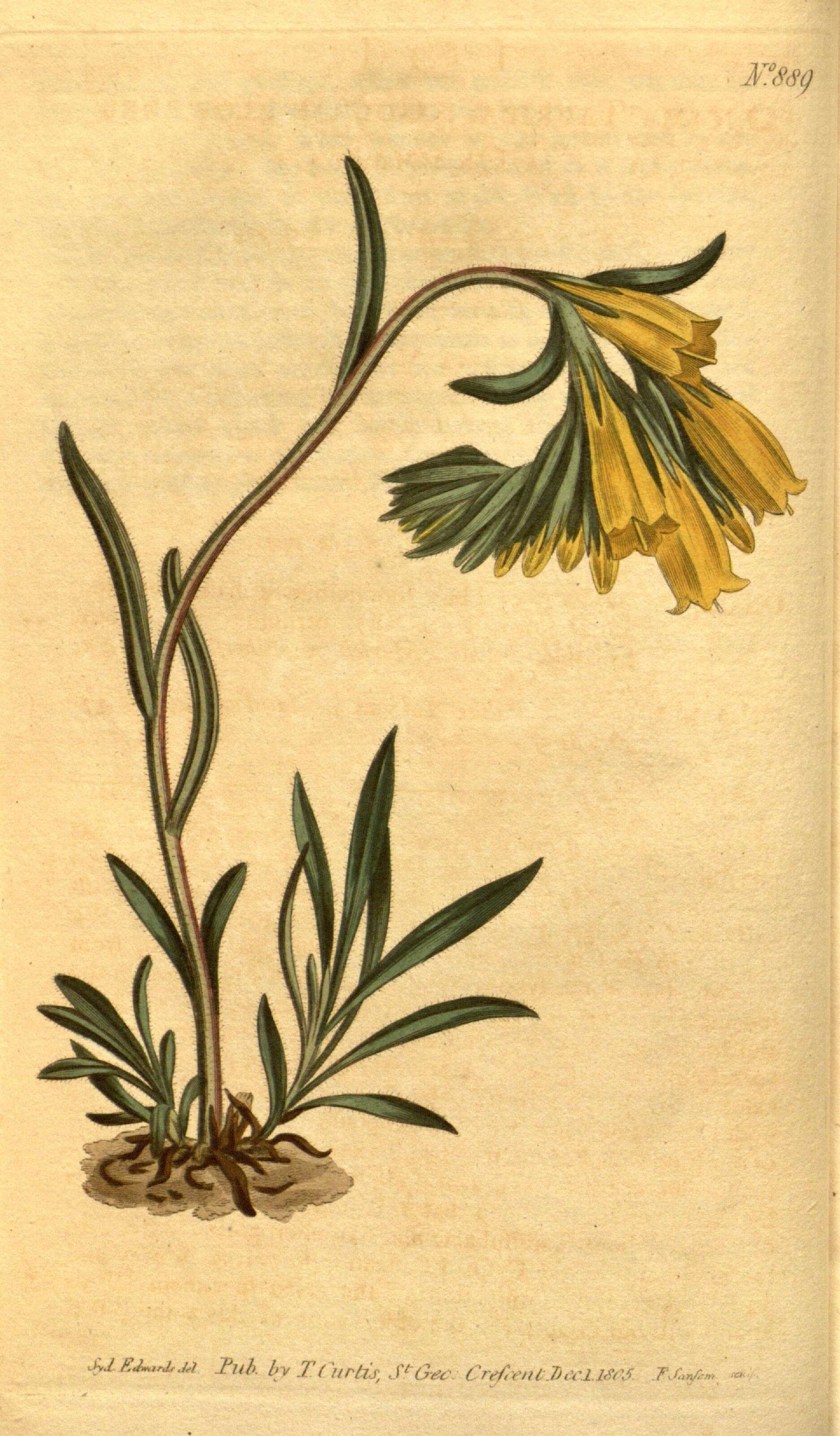 Image of Boraginaceae