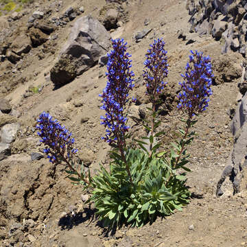 Echium gentianoides Webb ex Coincy的圖片