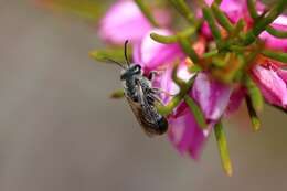 Image of Lasioglossum