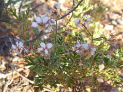 Image of Geraniaceae