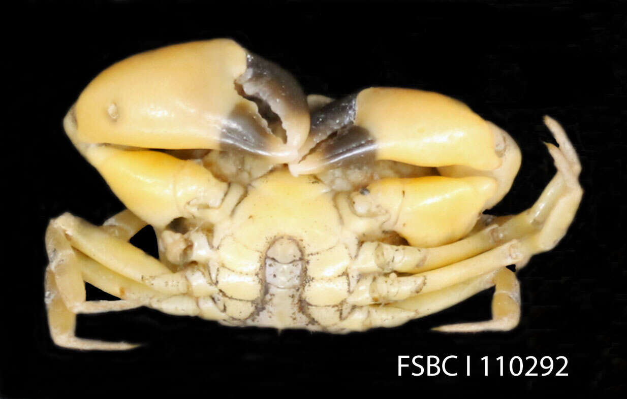 Image of Western mud crab