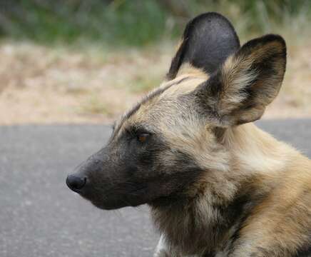 Imagem de Cão-caçador-africano