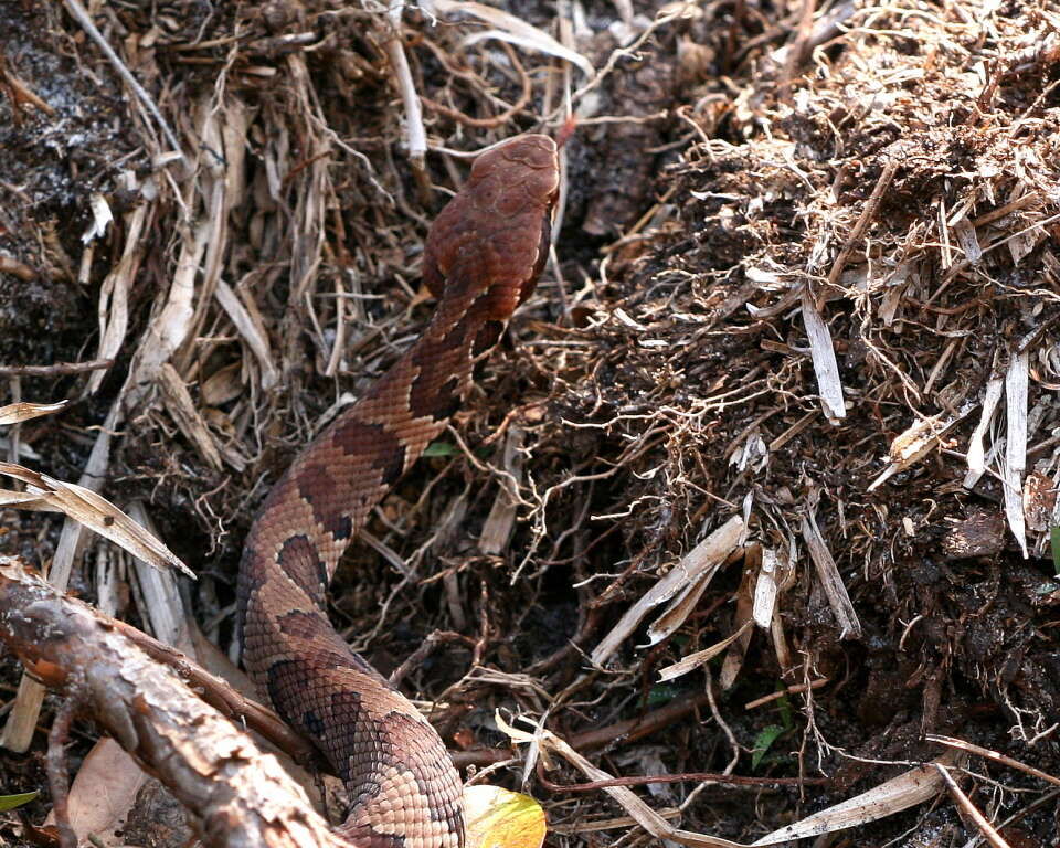 Image of Cottonmouth