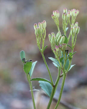 Image of Florida Indian plantain