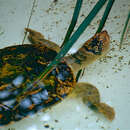 Image of Mary River Turtle