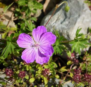 Image of bloody geranium