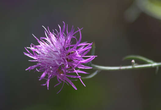 Centaurea ambigua Guss. resmi