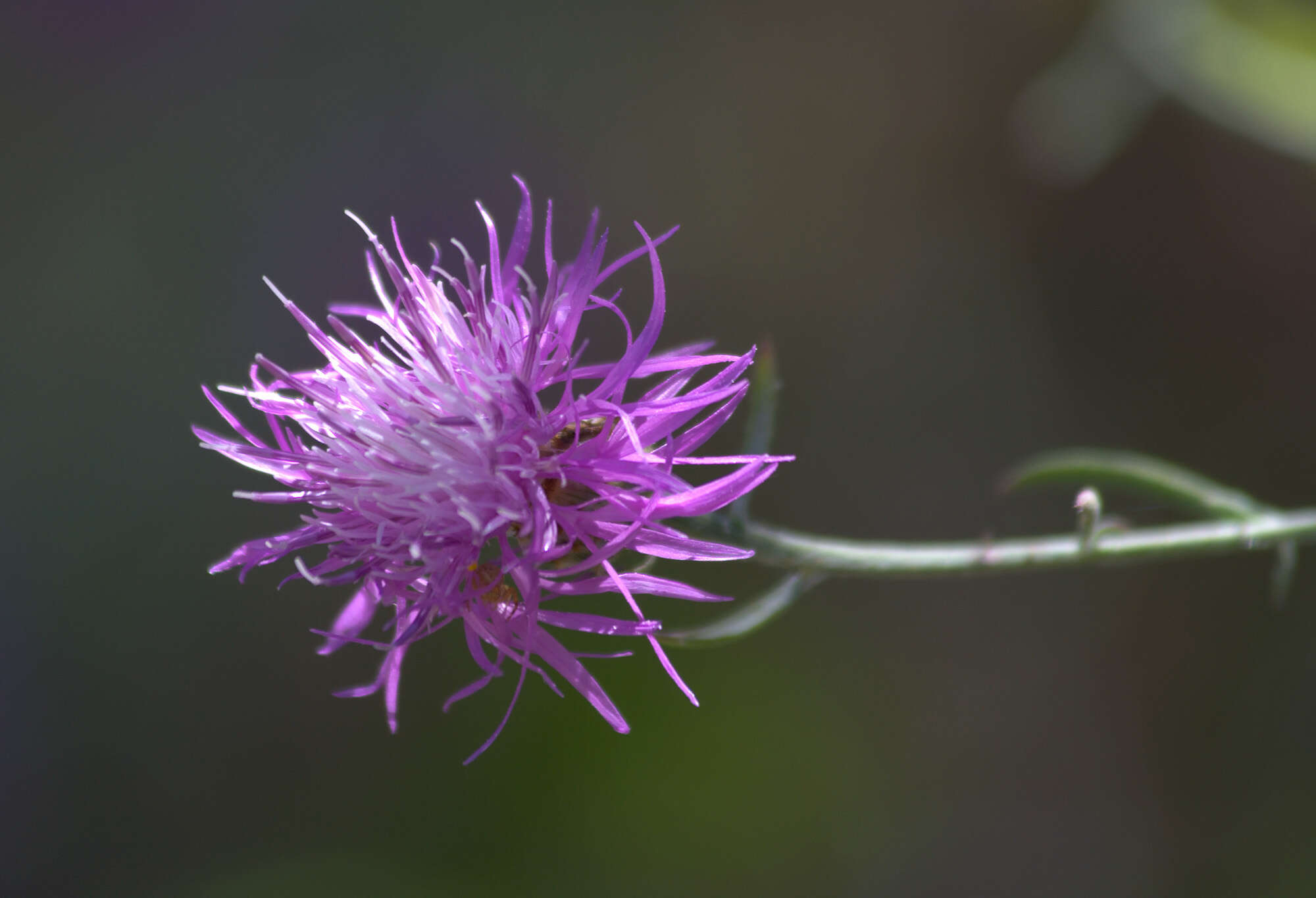 Слика од Centaurea ambigua Guss.