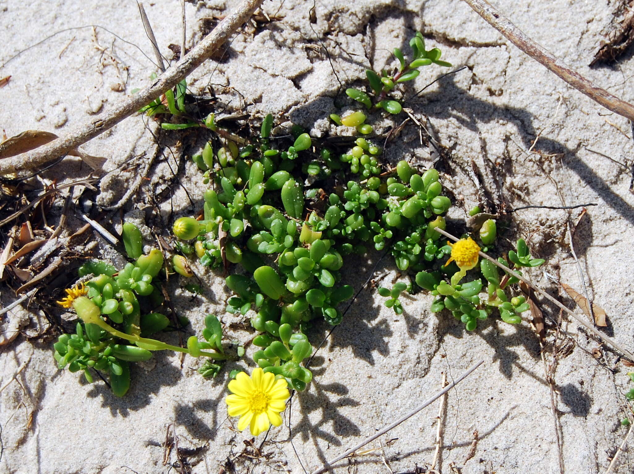 صورة <i>Senecio <i>spathulatus</i></i> var. spathulatus