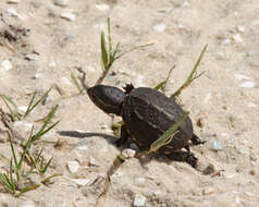 Image of mud turtles