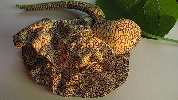 Image de Aristolochia labiata Willd.