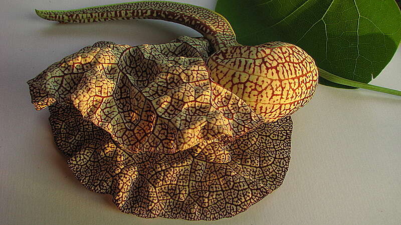 Image de Aristolochia labiata Willd.