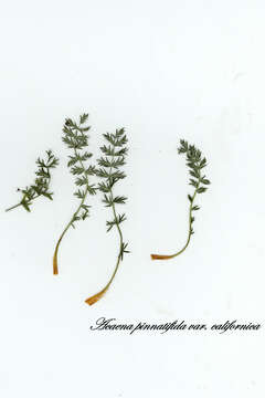 Image of Argentinian biddy-biddy