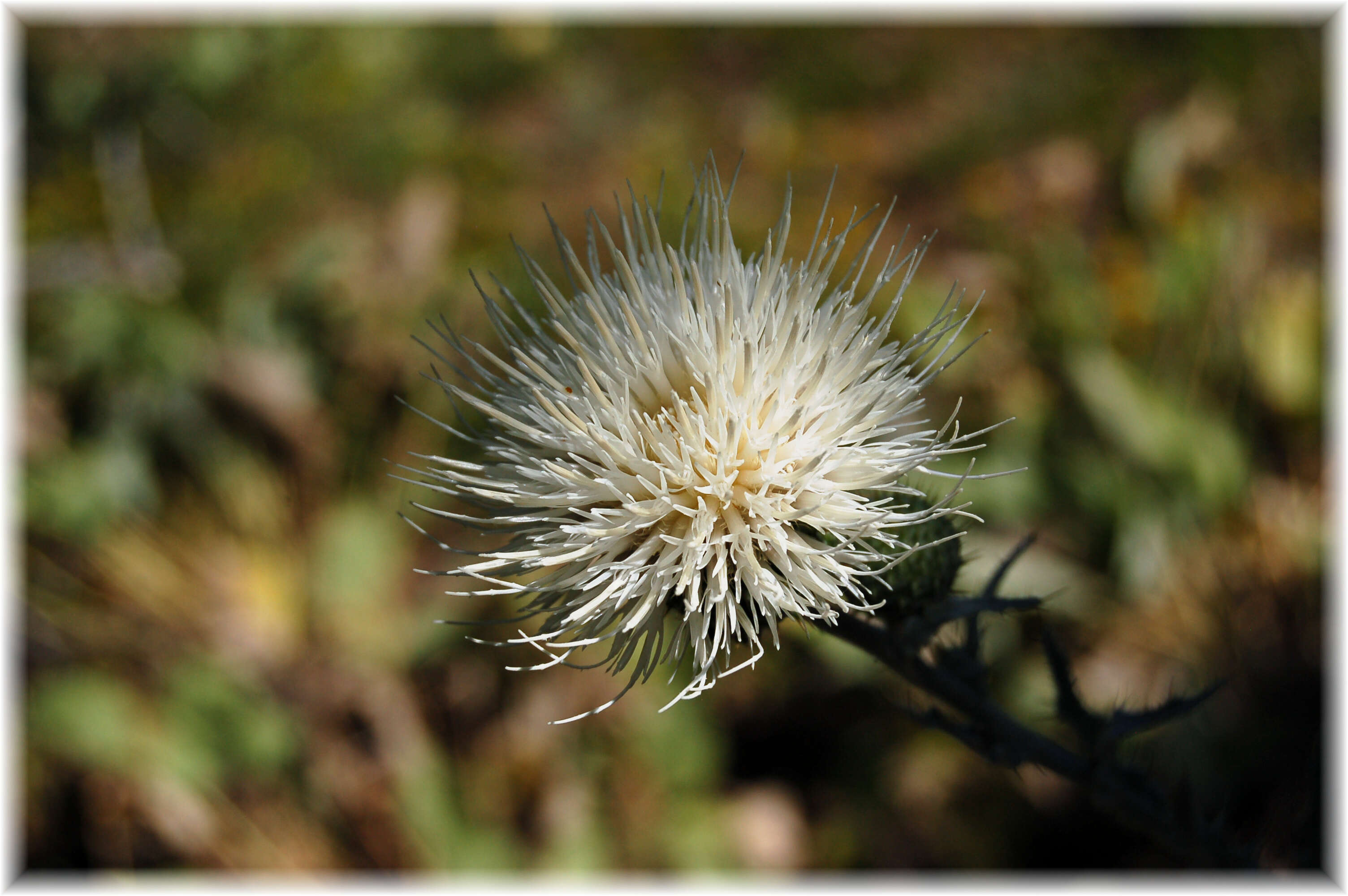 Image of wavyleaf thistle