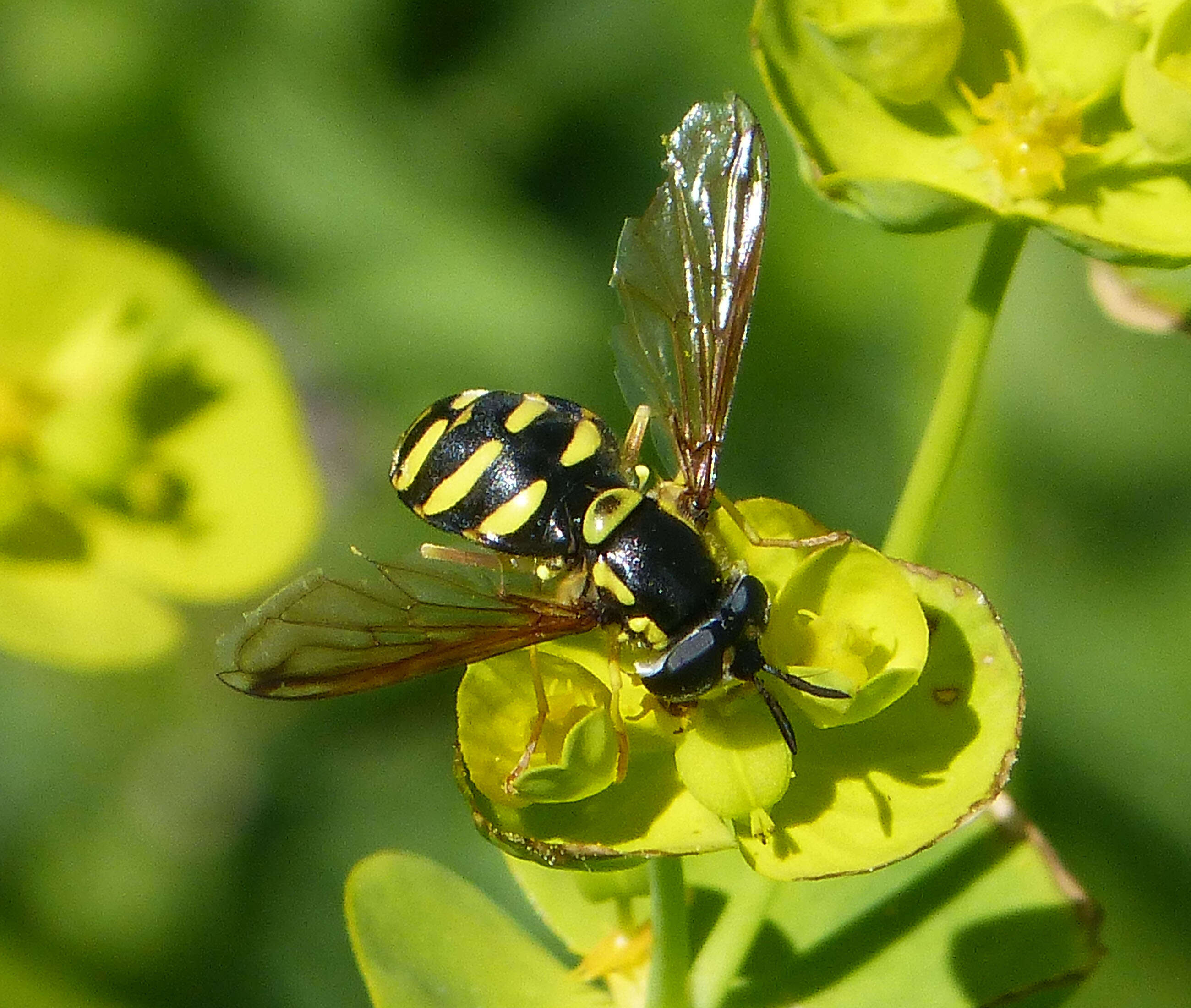 Image de Chrysotoxum intermedium Meigen 1822