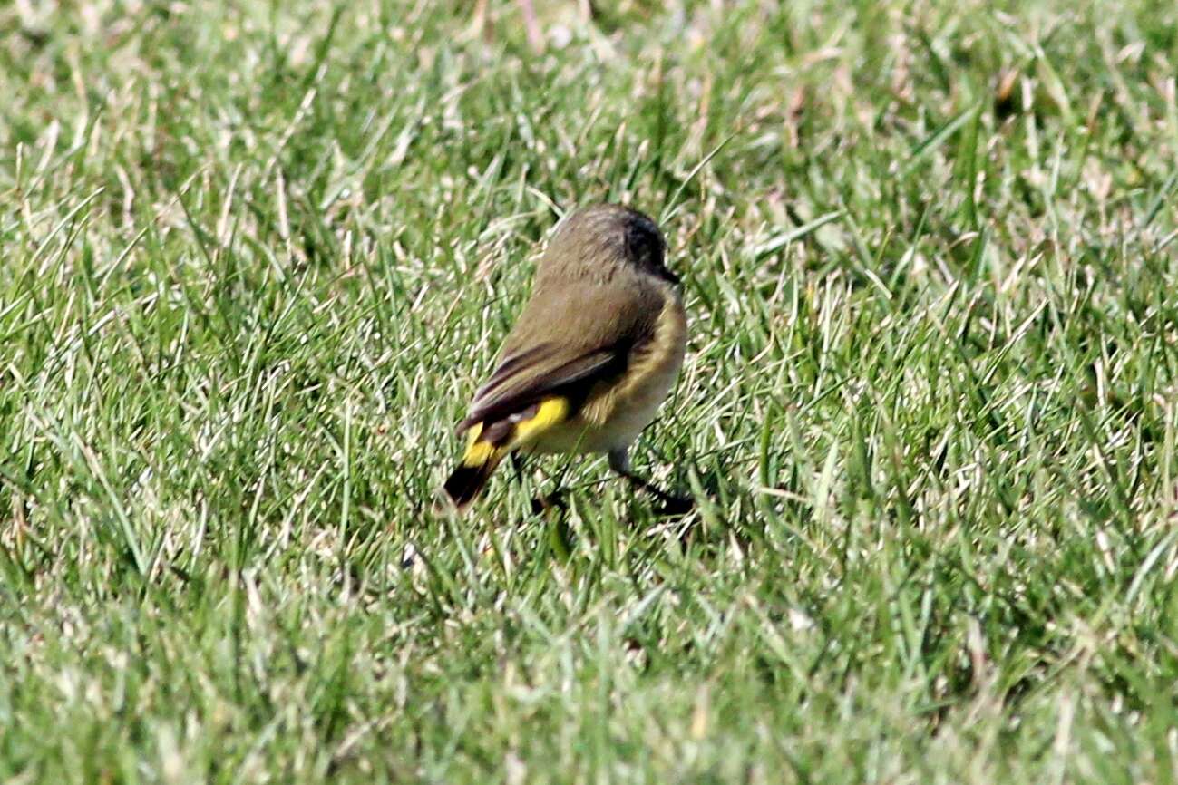 Image of Acanthizidae