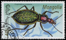 Image of Carabus (Coptolabrus) lafossei Feisthamel 1845