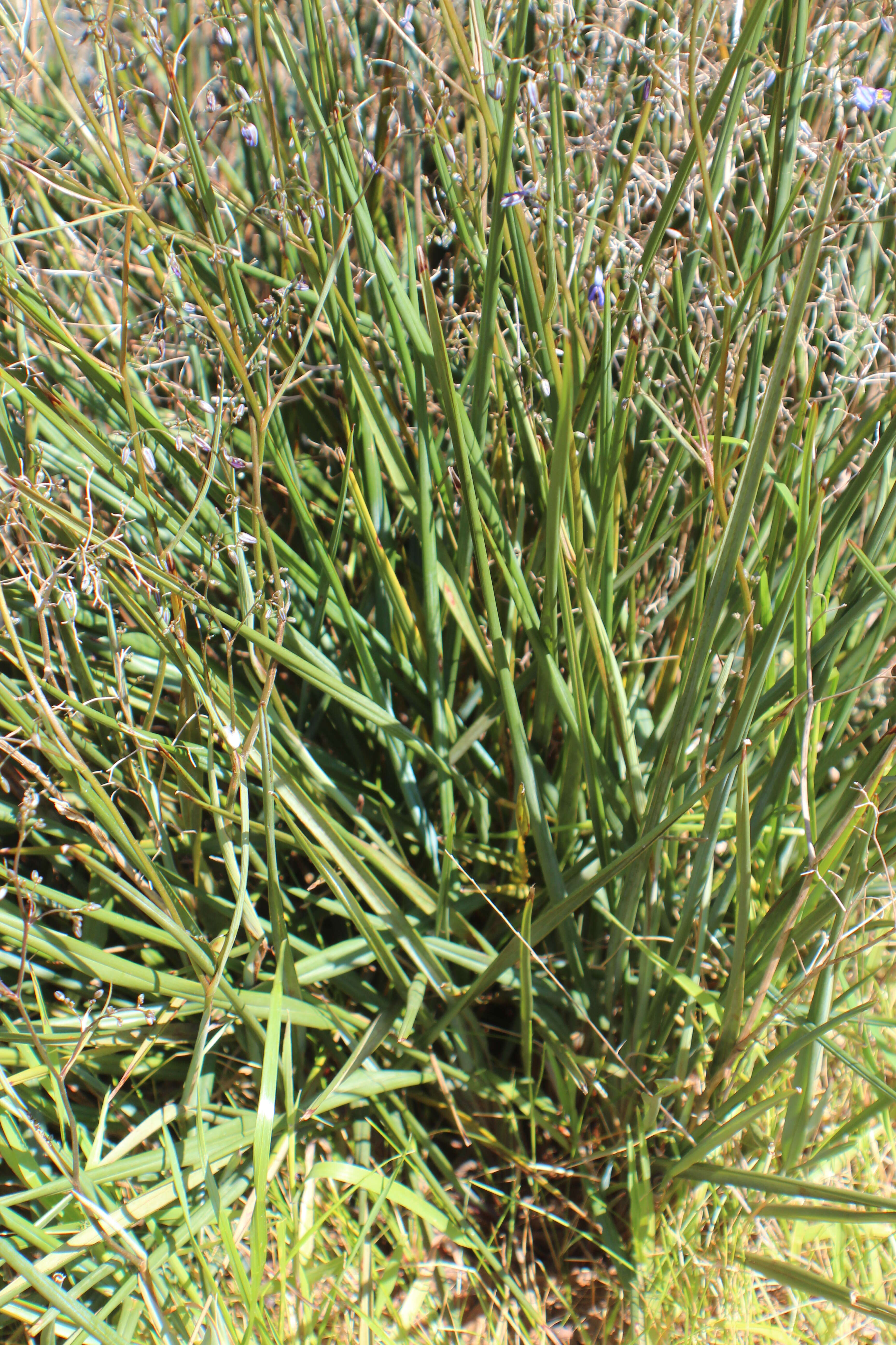 Image of Blueberry Flax Lily