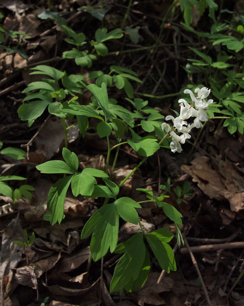 Слика од Corydalis cava (L.) Schweigger & Koerte