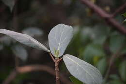 Image of Ficus hispida L. fil.