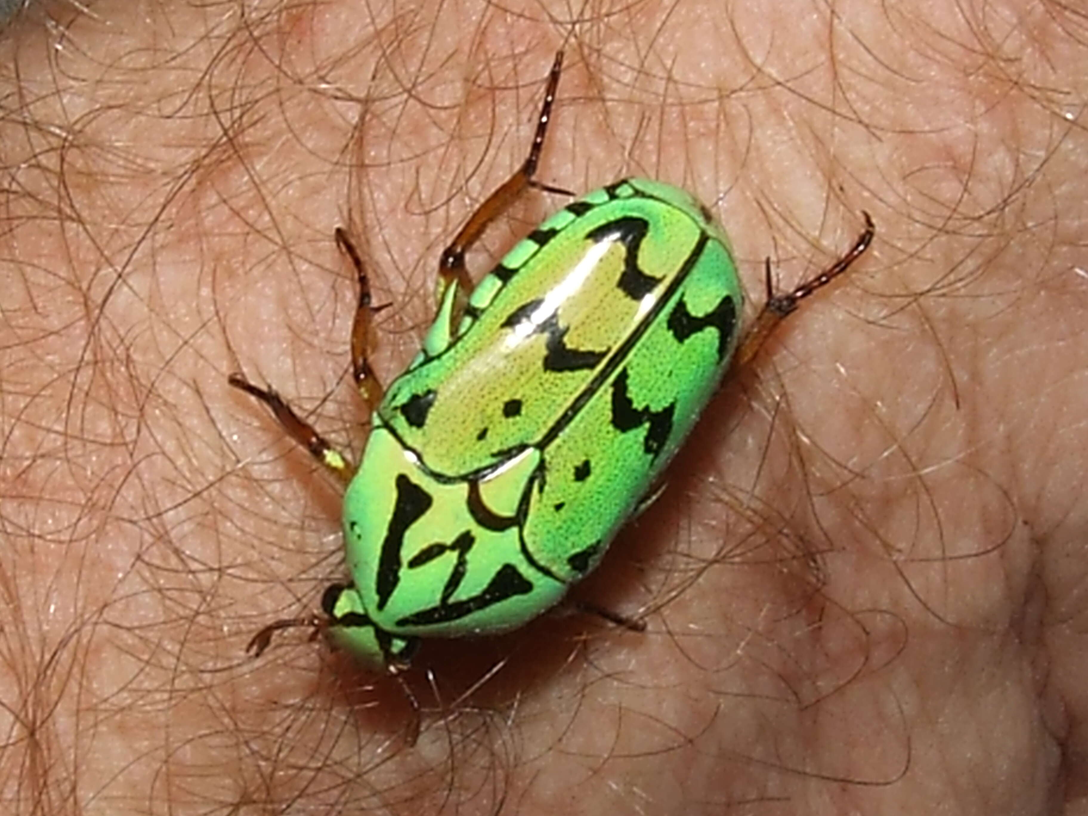 Image of flower chafers (beetles)