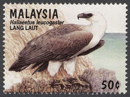 Image of Sea eagles