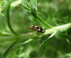 Image of Liocoris