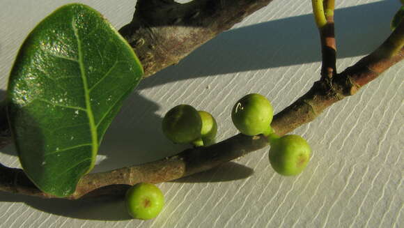 Ficus bahiensis C. C. Berg & Carauta的圖片