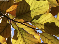 Image of beech