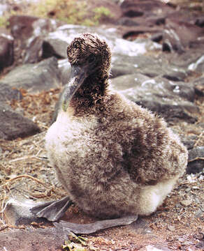 Image of Waved Albatross