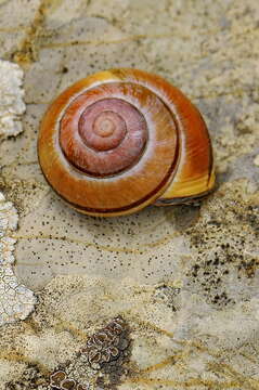 Image of Brown Lipped Snail