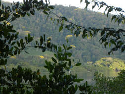 Image of Brazilian firetree