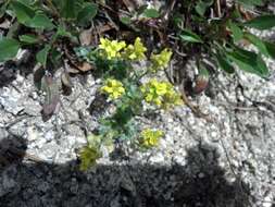 Image of globefruit draba