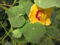 Imagem de Abutilon indicum (L.) Sweet