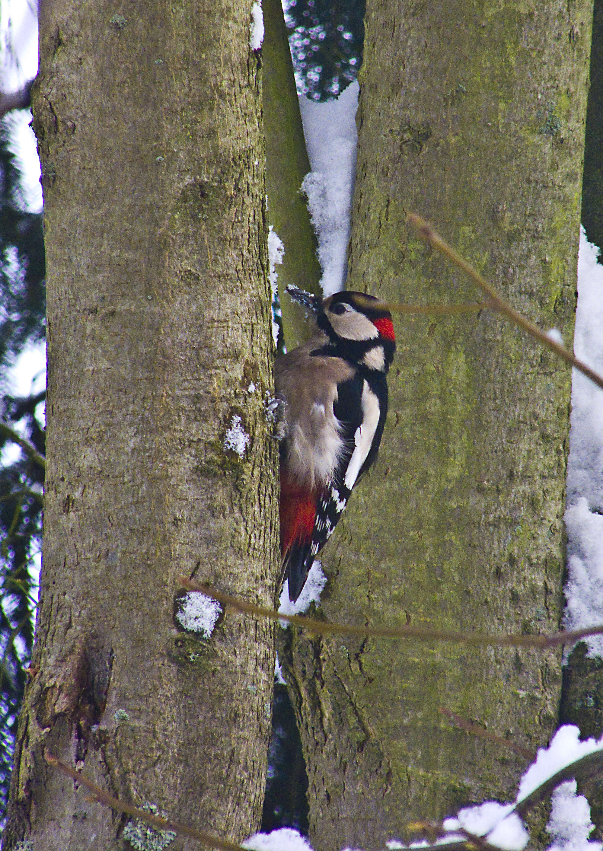 Image of Great Spotted Woodpecker