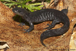 Image of Jefferson Salamander